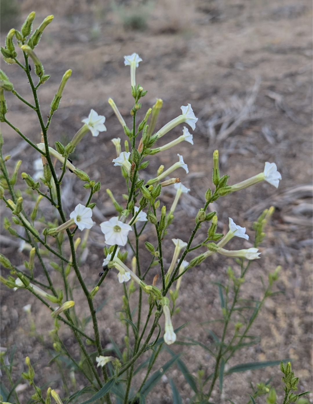 In the fields of observation chance favors only the prepared mind - after learning about tobacco in the context of ancestral puebloan, our family found some growing wild during a trip to Nevada!